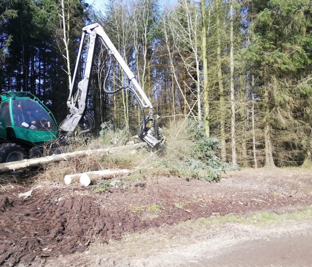 Træfældning i Bøgely